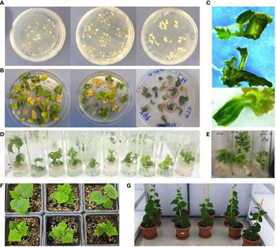 Knockout of elF4E using CRISPR/Cas9 for large-scale production of resistant cucumber cultivar against WMV, ZYMV, and PRSV